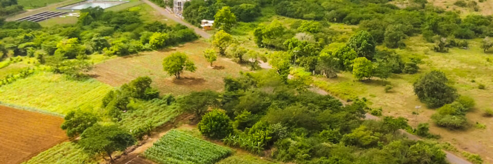 Invest in Jamaica’s Agricultural Future 
Southern Plains Agricultural Development