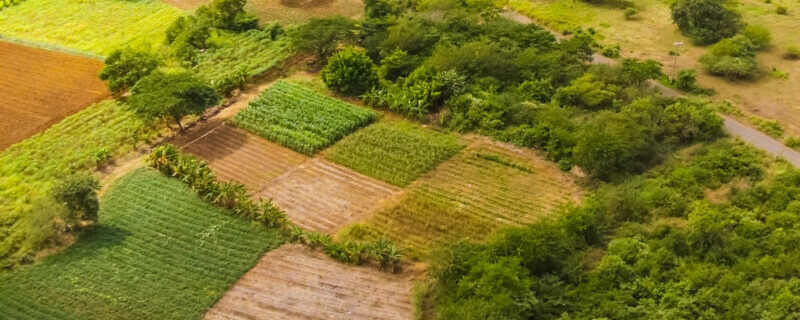 Invest in Jamaica’s Agricultural Future 
Southern Plains Agricultural Development