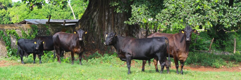 Our Minard Estates Farm - Home of the Jamaica Brahman, Jamaica Black and Jamaica Red Poll
Superior Animal Genetics 